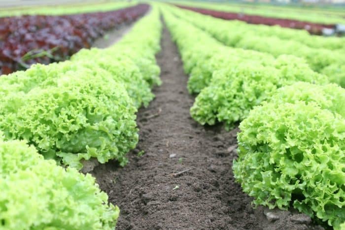 Optimiser le temps de croissance des salades : conseils pratiques pour une pousse rapide
