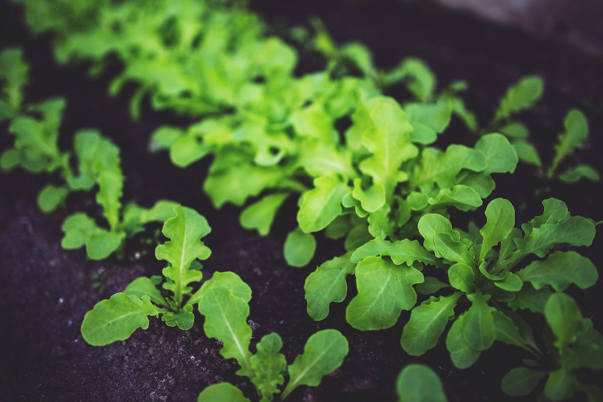 salade  croissance